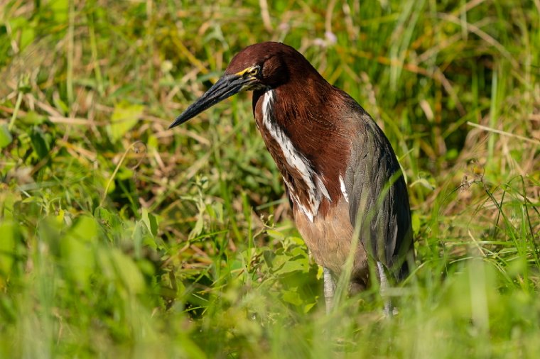 087 Noord Pantanal, tijgerroerdomp.jpg